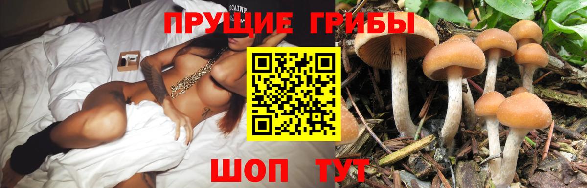 Абинск  Псилоцибиновые грибы GOLDEN TEACHER  Вход с VPN  Галлюциногенные грибы Cubensis 